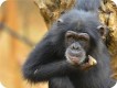 1304130632 - 000 - sierra leone chimpanzee sanctuary